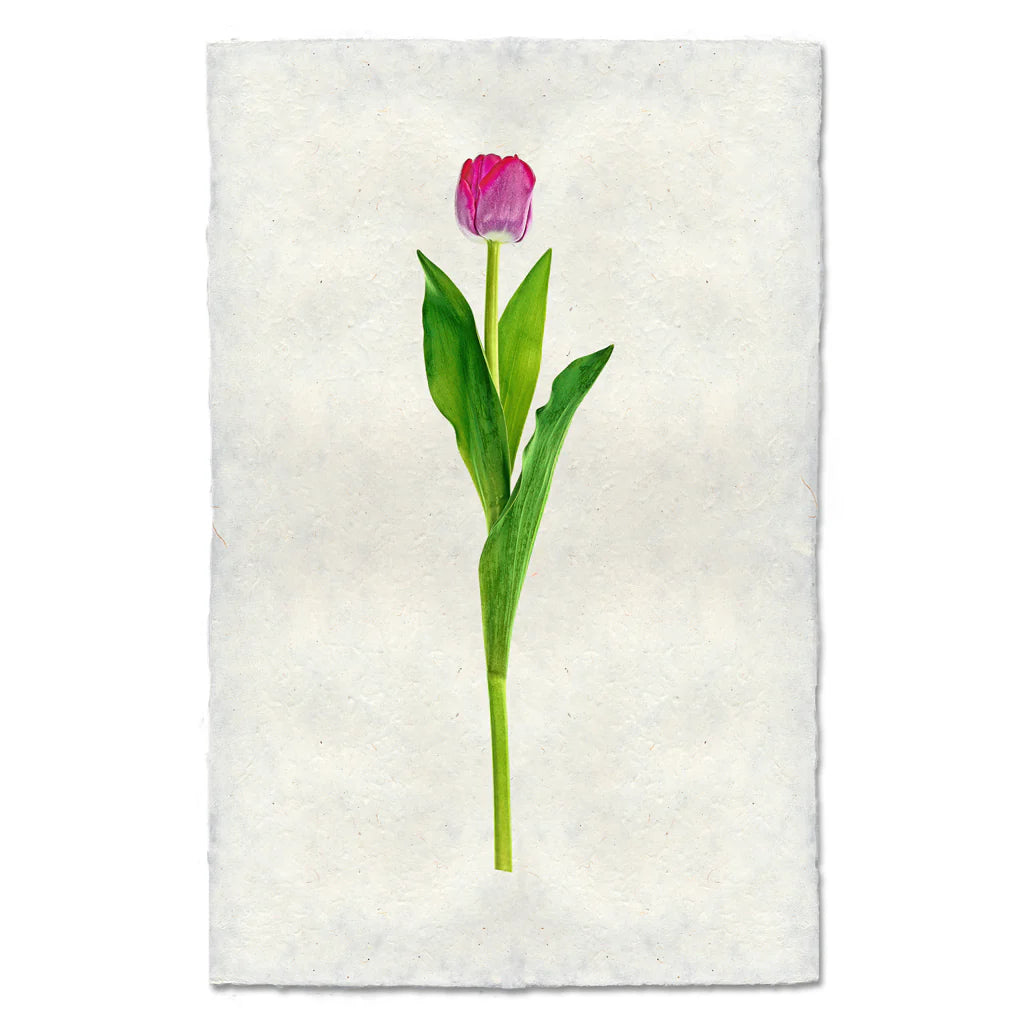 Crimson Tulip Print
