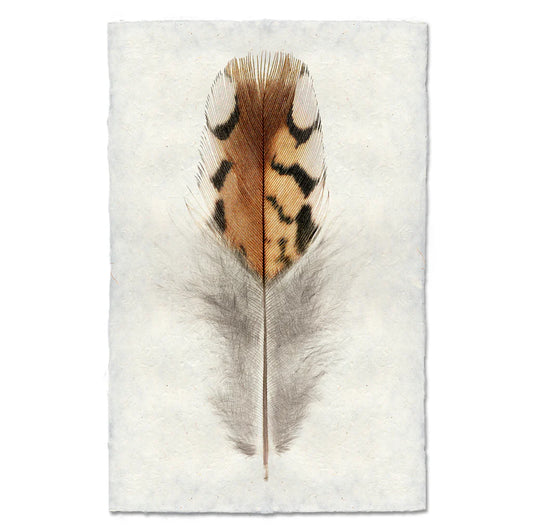 Bobwhite Quail #2 Print