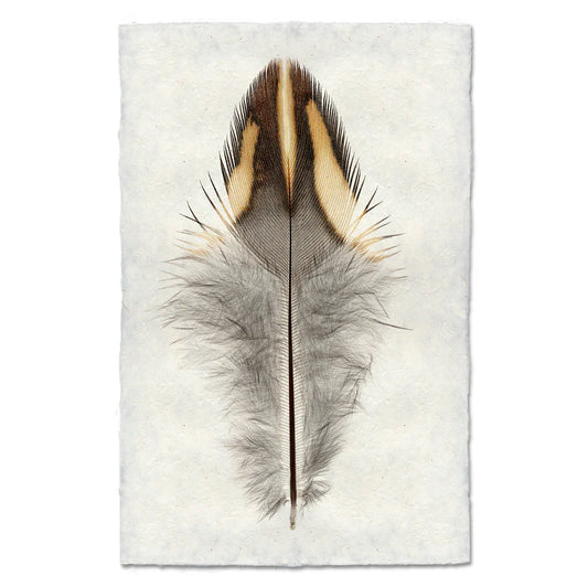 California Quail Print