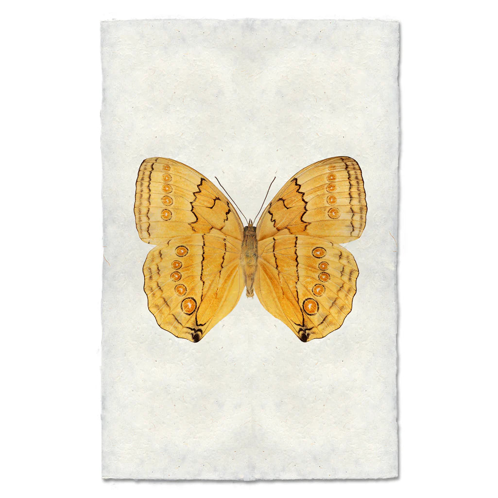 Butterfly #16 Print