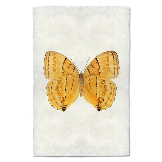 Butterfly #16 Print