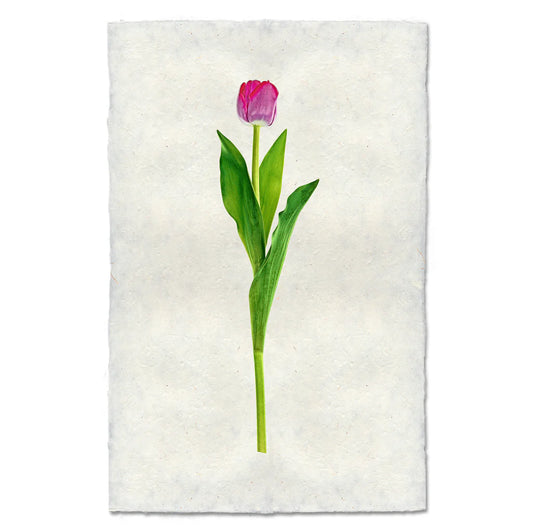Crimson Tulip Print