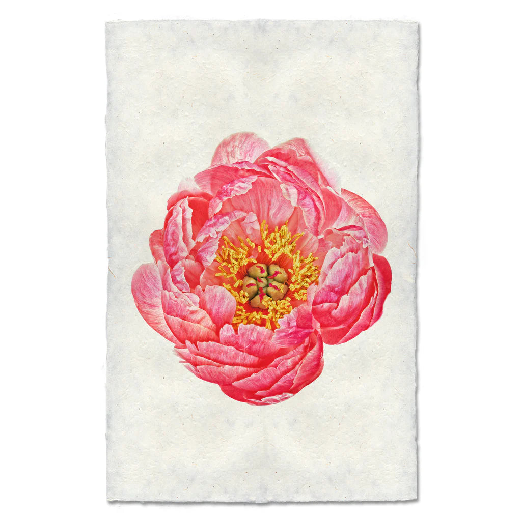 Coral Peony Print