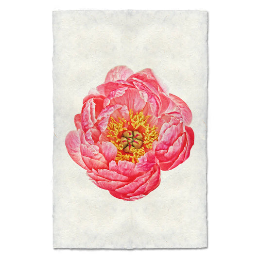 Coral Peony Print