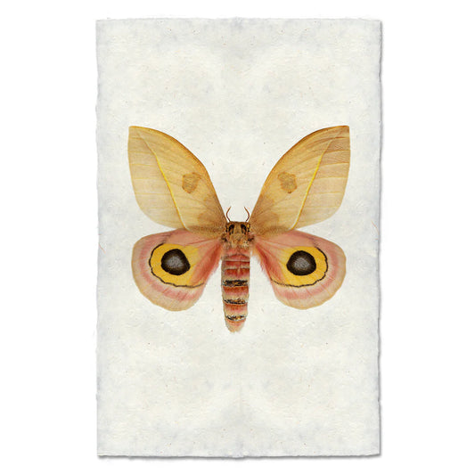 Papilio #7 Print