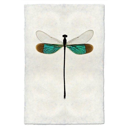 Turquoise Damsel Print