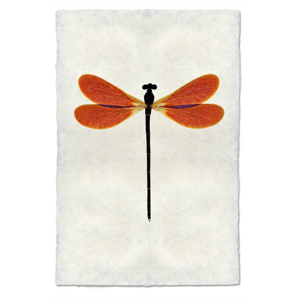 Amber Damsel Print