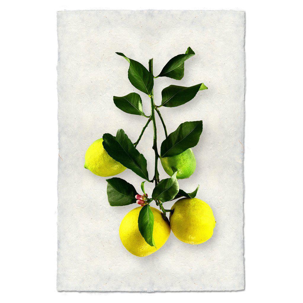 Four Lemons Print