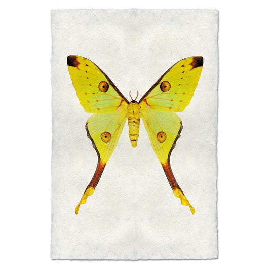 Papilio #1 Print